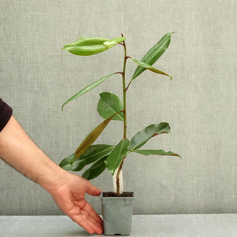 Magnolia grandiflora Purpan 8/9 cm pot sample as delivered in summer