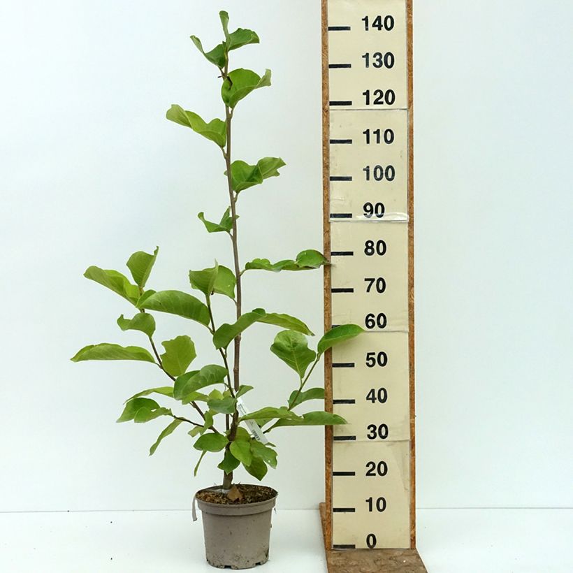 Magnolia Shirazz 4L/5L pot sample as delivered in summer