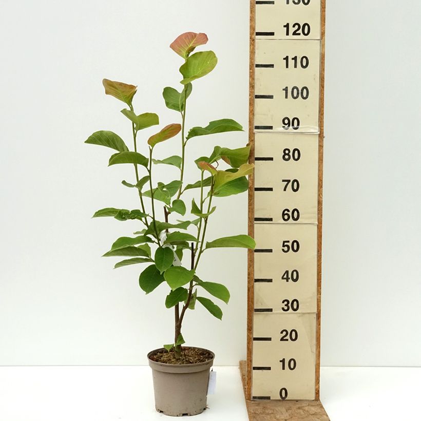 Magnolia Shirazz 4L/5L pot sample as delivered in spring