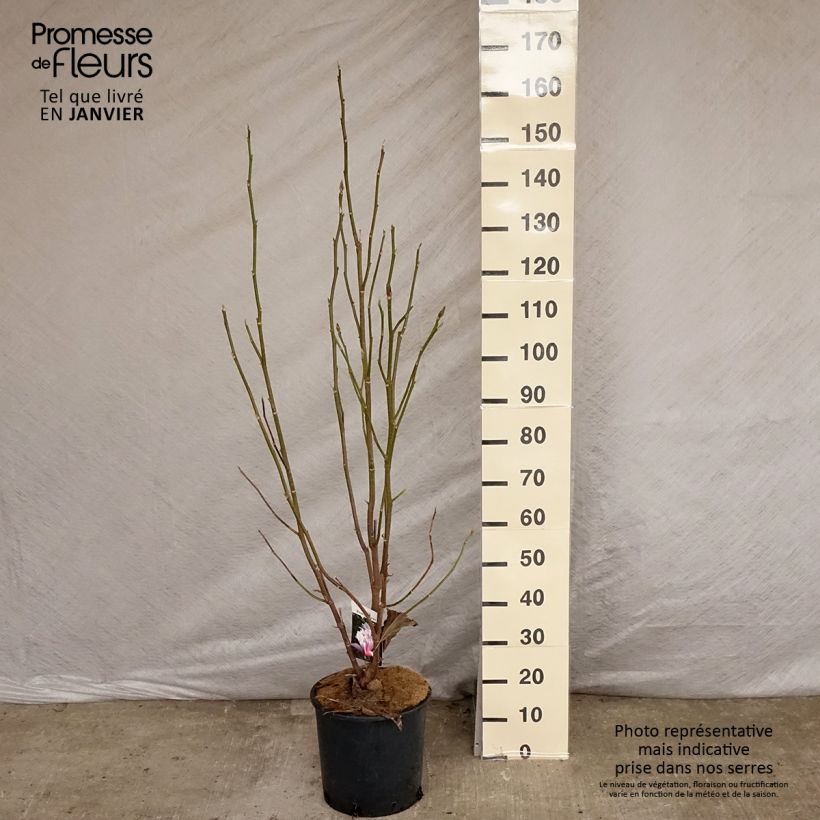 Magnolia Heaven Scent 7.5L/10L pot sample as delivered in winter