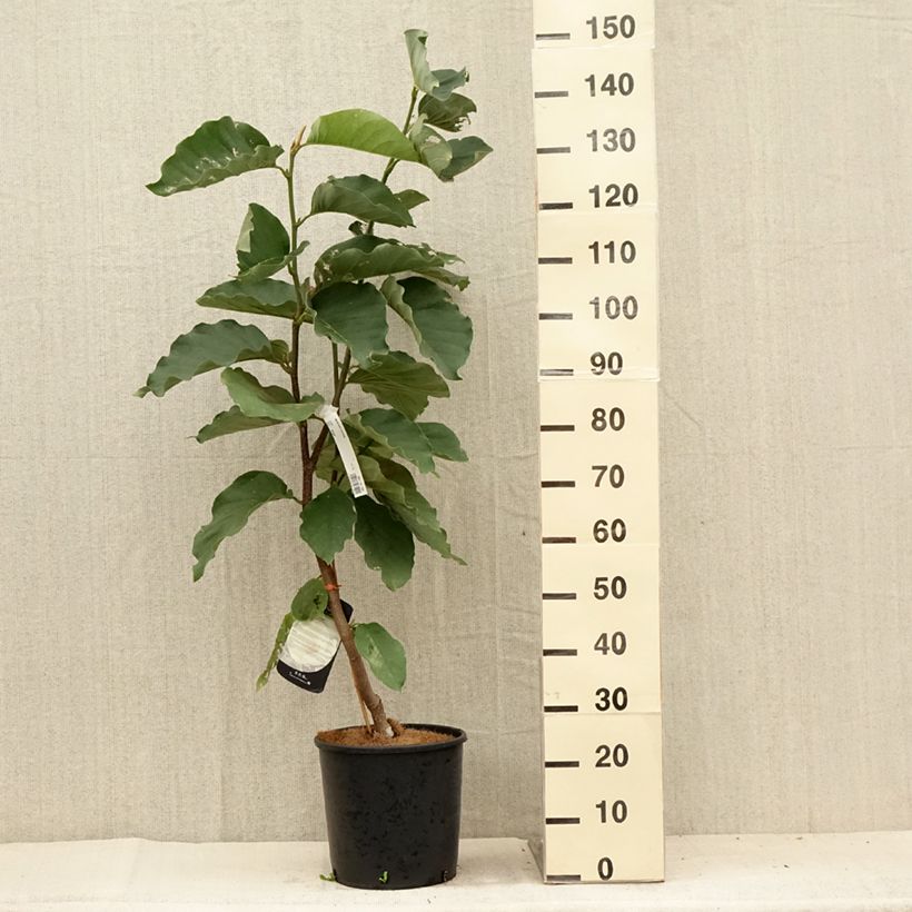 Magnolia Honey Tulip 7.5L/10L pot sample as delivered in summer