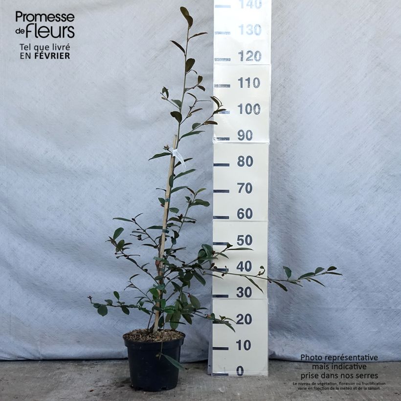 Magnolia laevifolia Achteraan - smooth-leaved Magnolia 4L/5L pot sample as delivered in winter