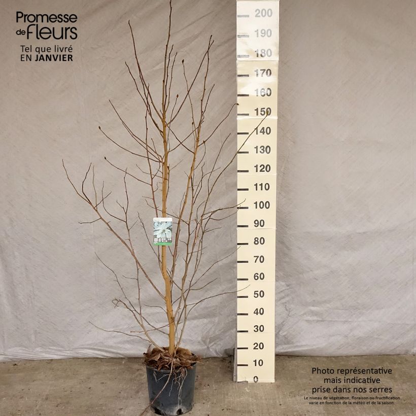 Magnolia x loebneri Merrill 7.5L/10L pot sample as delivered in winter