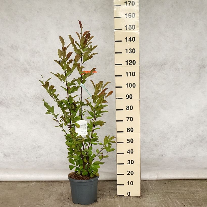 Magnolia x loebneri Merrill 7.5L/10L pot sample as delivered in spring