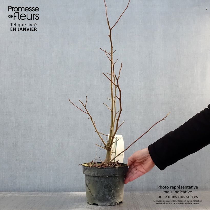 Magnolia x loebneri Merrill 3L/4L pot sample as delivered in winter