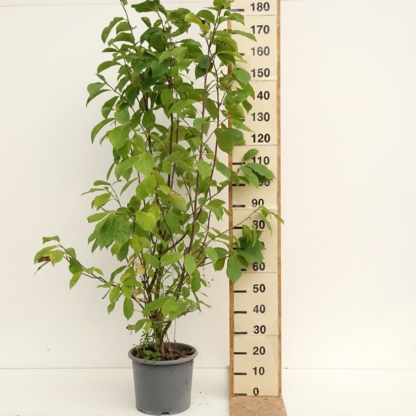 Magnolia  soulangeana Andre Leroy 7.5L/10L pot sample as delivered in summer