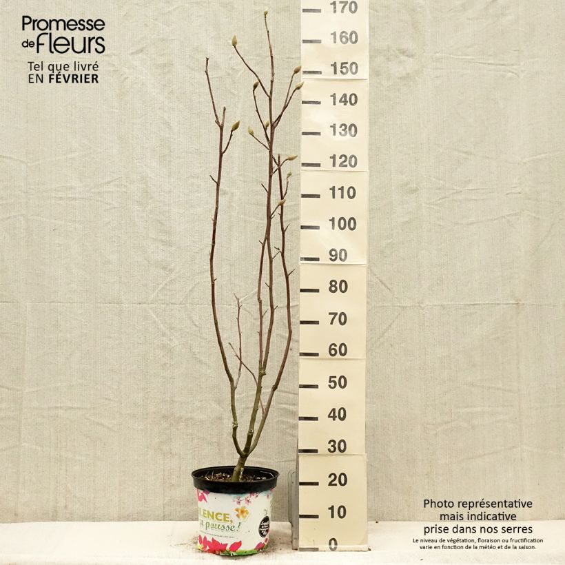 Magnolia Manchu Fan 7.5L/10L pot sample as delivered in winter