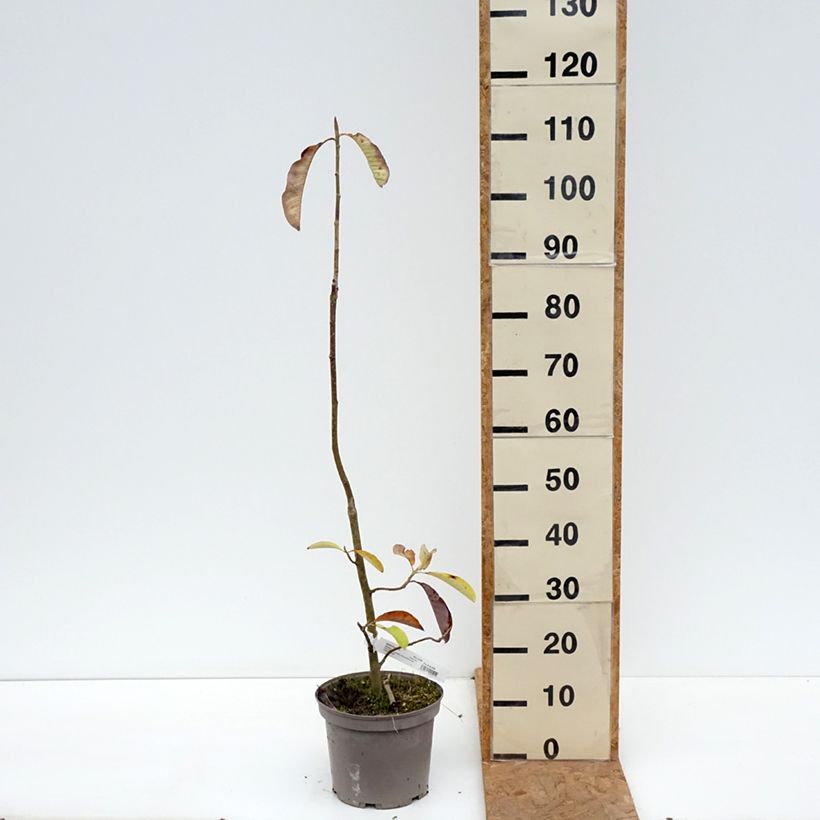 Magnolia officinalis  4L/5L pot sample as delivered in autumn