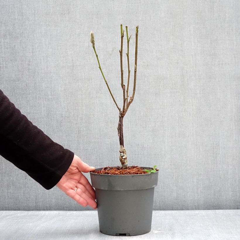 Magnolia Pink Pyramid 3L/4L pot sample as delivered in winter