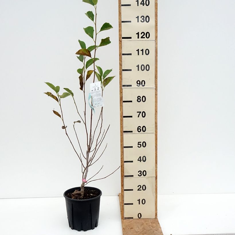 Magnolia x soulangeana 7.5L/10L pot sample as delivered in autumn