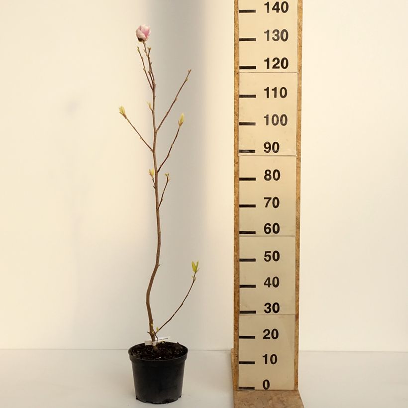 Magnolia  soulangeana Rustica Rubra 3L/4L pot sample as delivered in spring