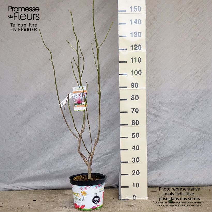 Magnolia Star Wars 7.5L/10L pot sample as delivered in winter