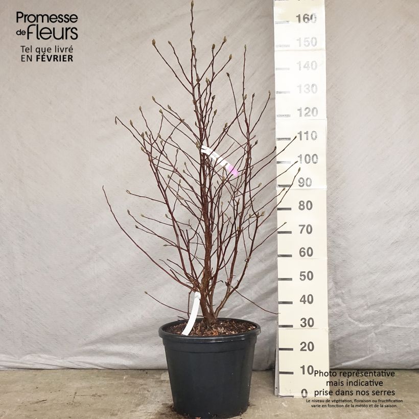 Magnolia stellata 20L/25L pot sample as delivered in winter