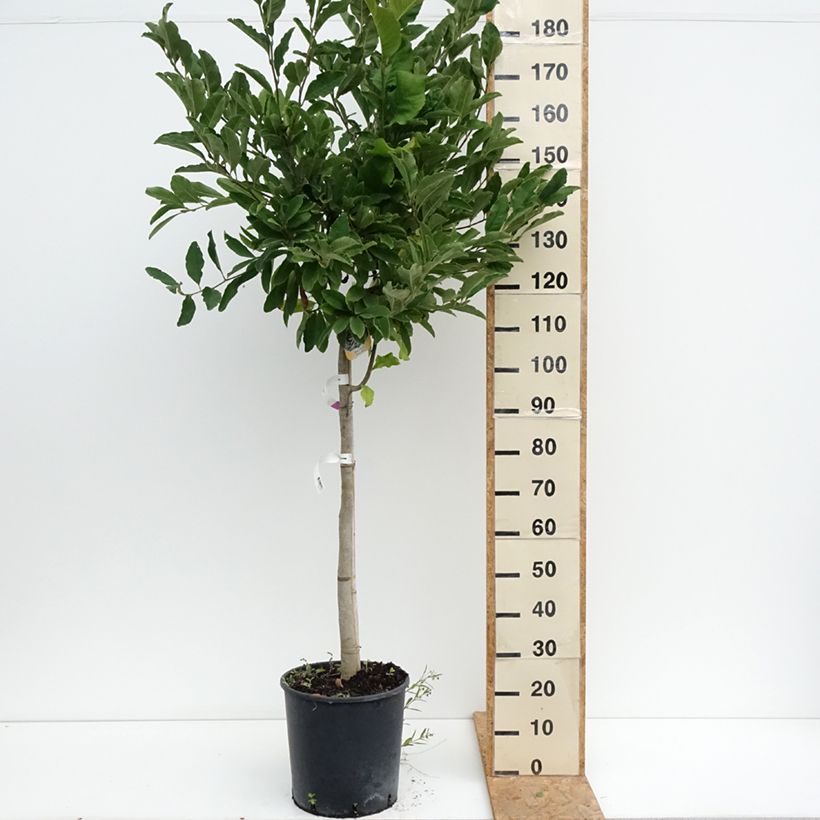Magnolia stellata 18L/20L pot, Half standard sample as delivered in summer