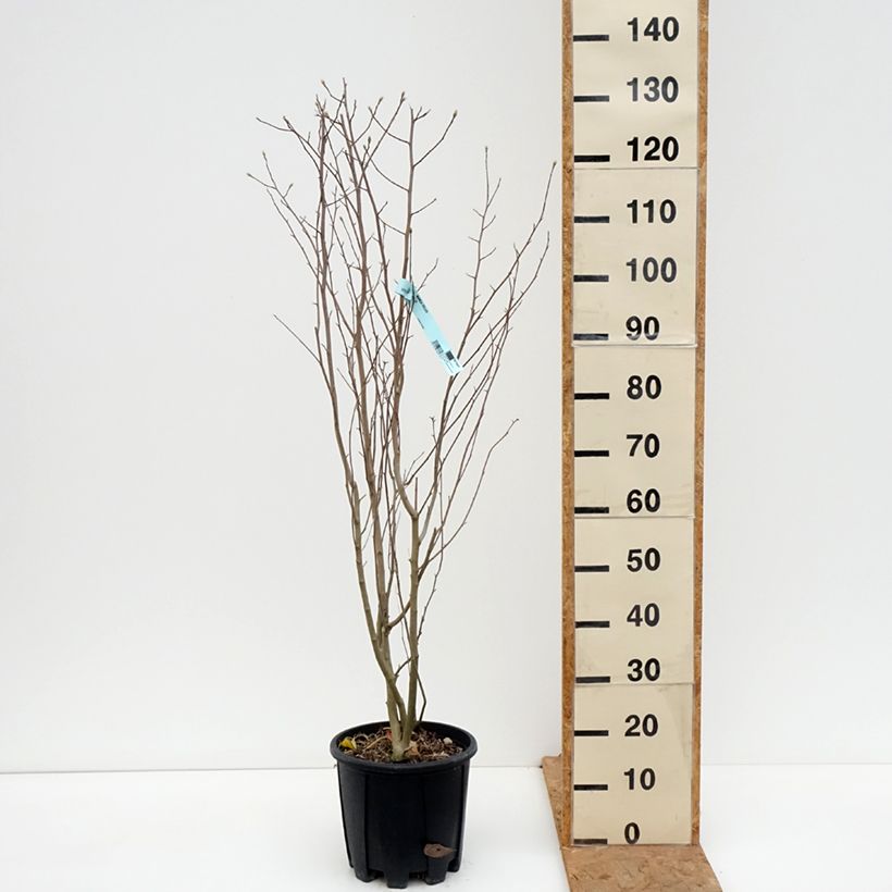 Magnolia stellata 7.5L/10L pot sample as delivered in autumn