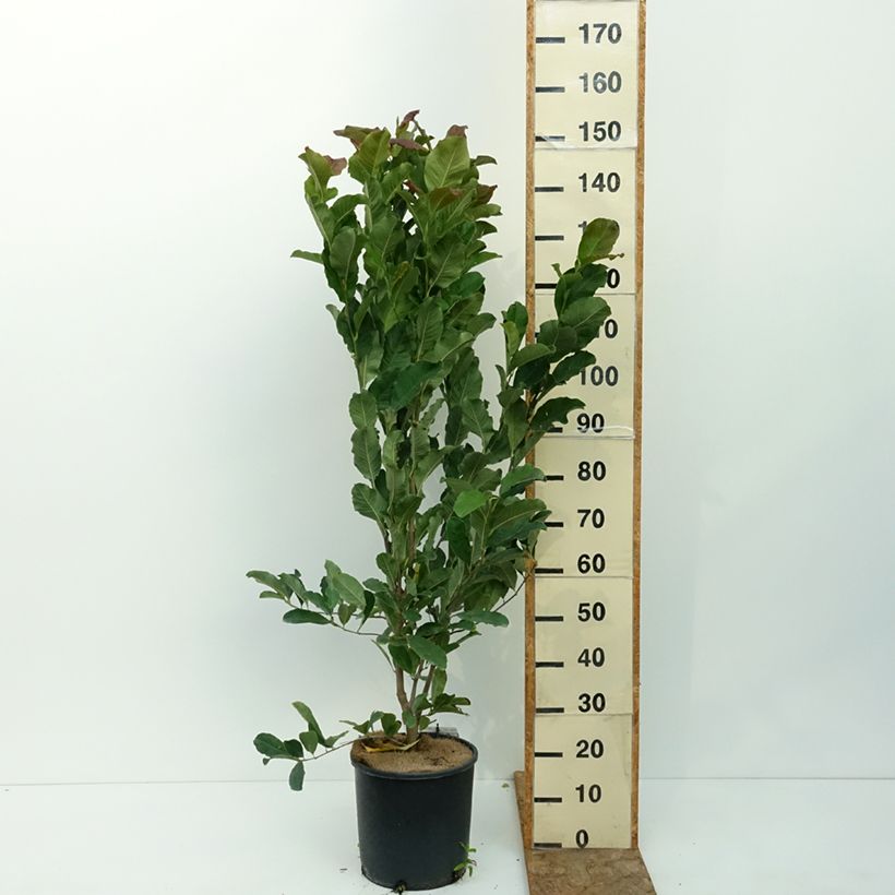 Magnolia stellata Rosea 7.5L/10L pot sample as delivered in summer