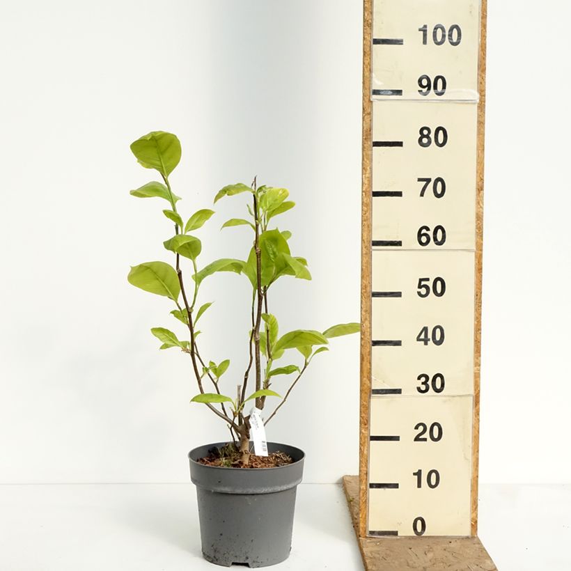 Magnolia Sunspire 6L/7L pot sample as delivered in spring