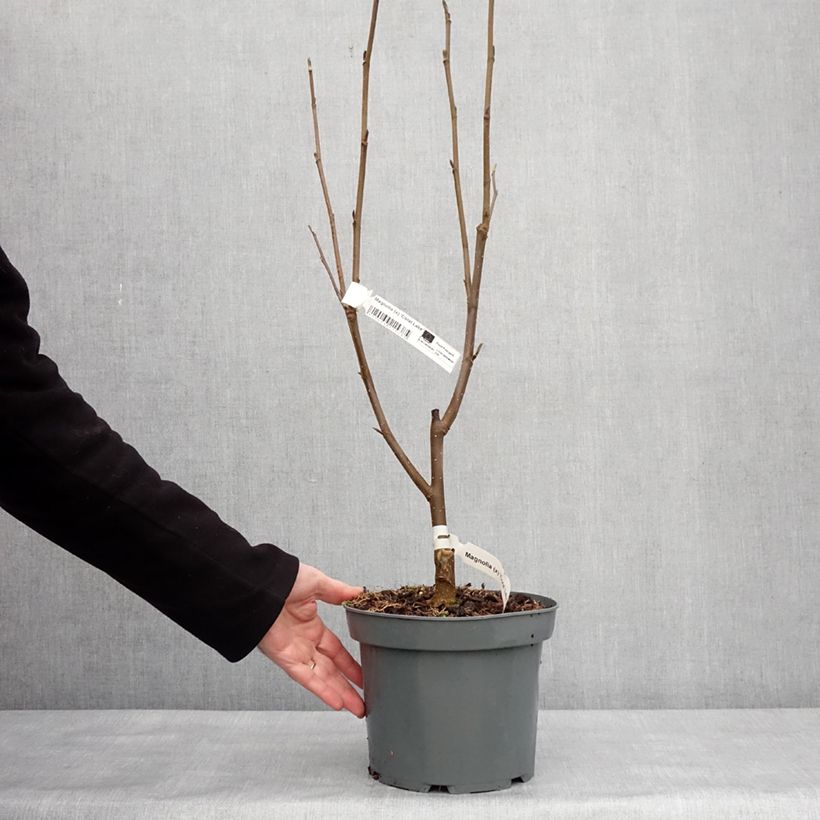Magnolia x acuminata Blue Baby 3L/4L pot sample as delivered in winter