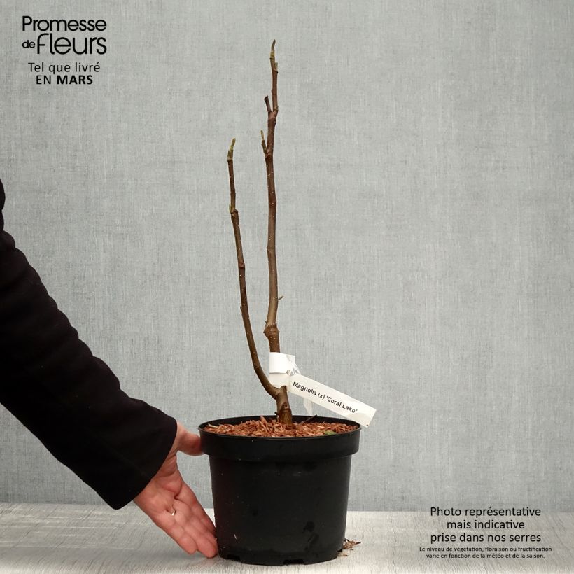 Magnolia x acuminata Blue Baby 3L/4L pot sample as delivered in spring