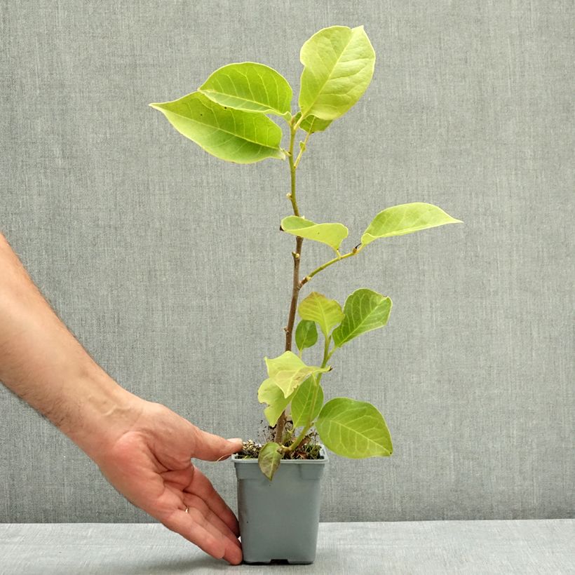 Magnolia soulangeana Cameo 12cm pot sample as delivered in summer