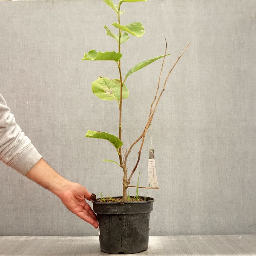 Magnolia soulangeana Lennei 4L/5L pot sample as delivered in autumn