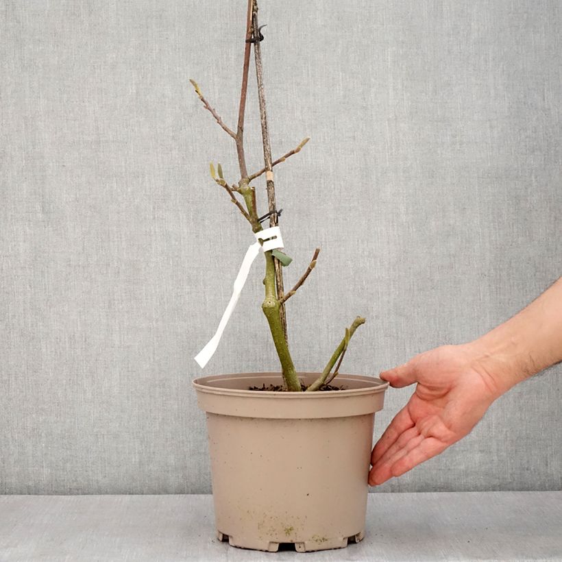 Magnolia x soulangeana Picture Superba 4L/5L pot sample as delivered in spring