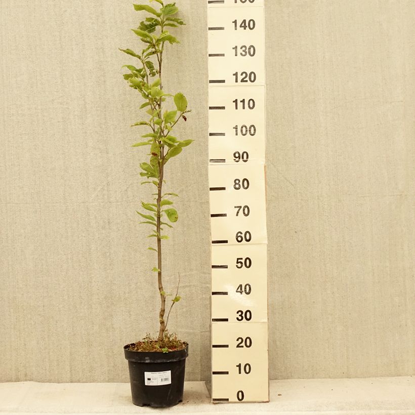 Magnolia Yellow Lantern 6L/7L pot sample as delivered in summer