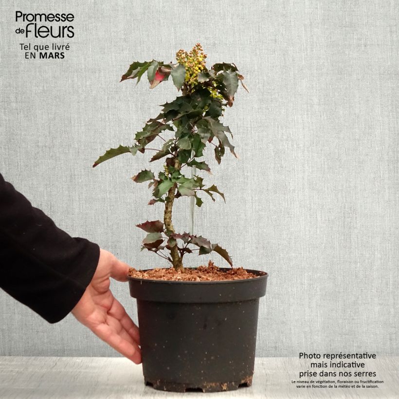 Mahonia aquifolium 2L/3L pot sample as delivered in spring