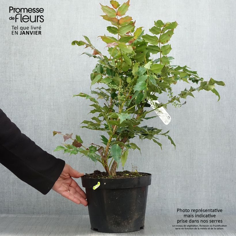 Mahonia bealei 7.5L/10L pot sample as delivered in winter