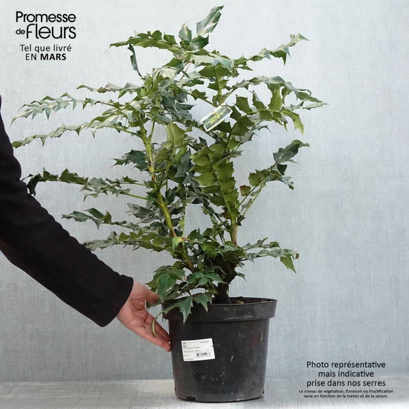 Mahonia bealei 7.5L/10L pot sample as delivered in spring