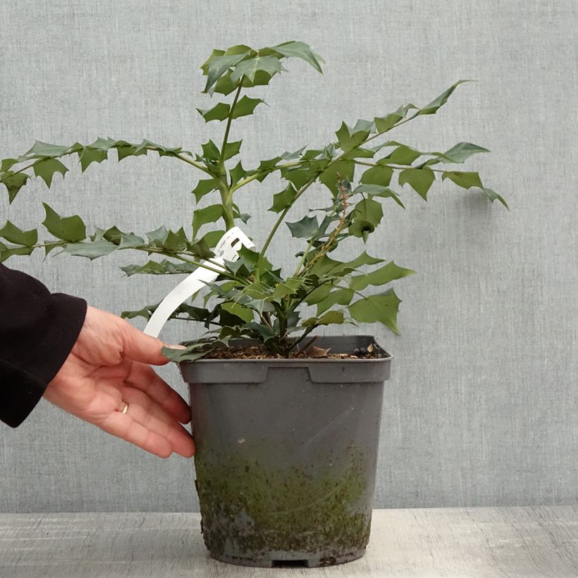 Mahonia bealei 3L/4L pot sample as delivered in spring