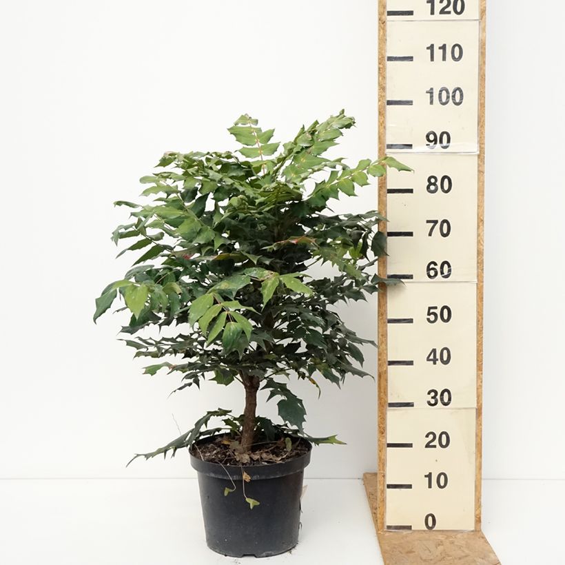 Mahonia bealei 7.5L/10L pot sample as delivered in autumn