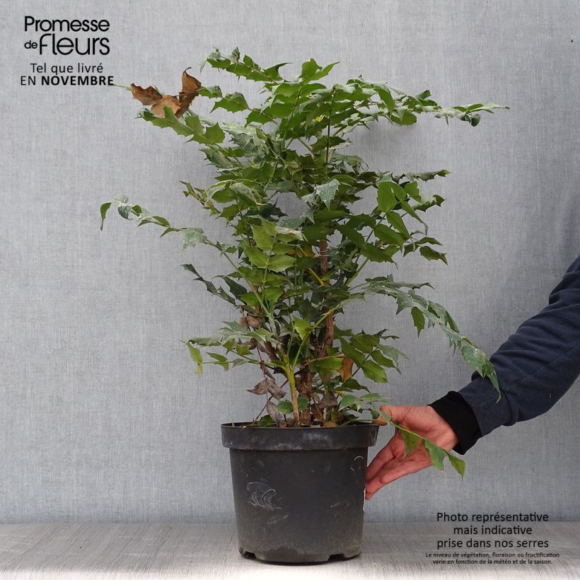 Mahonia japonica Hivernant 7.5L/10L pot sample as delivered in autumn