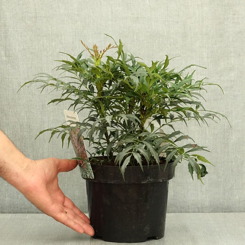 Mahonia Meteor 3L/4L pot sample as delivered in summer
