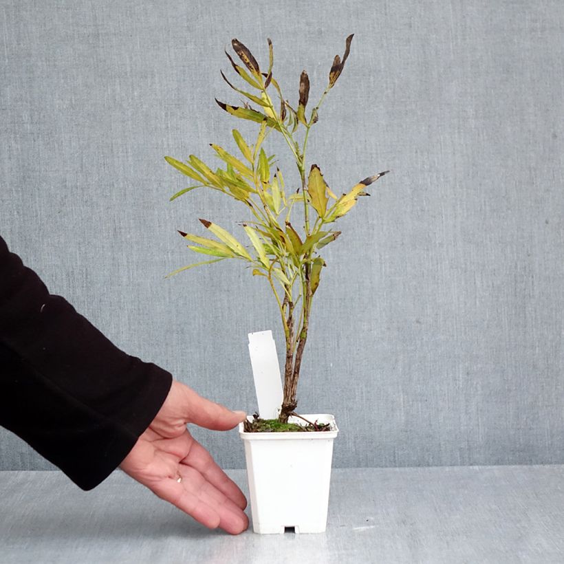 Mahonia sinensis  8/9 cm pot sample as delivered in autumn