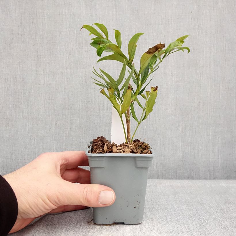 Mahonia sinensis  8/9 cm pot sample as delivered in winter