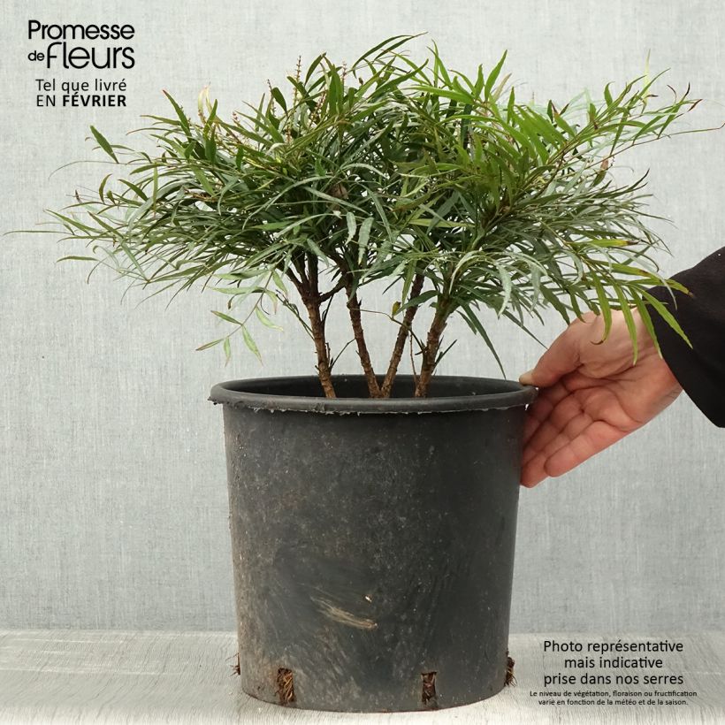 Mahonia Soft Caress - Mahonia hybrid 7.5L/10L pot sample as delivered in winter