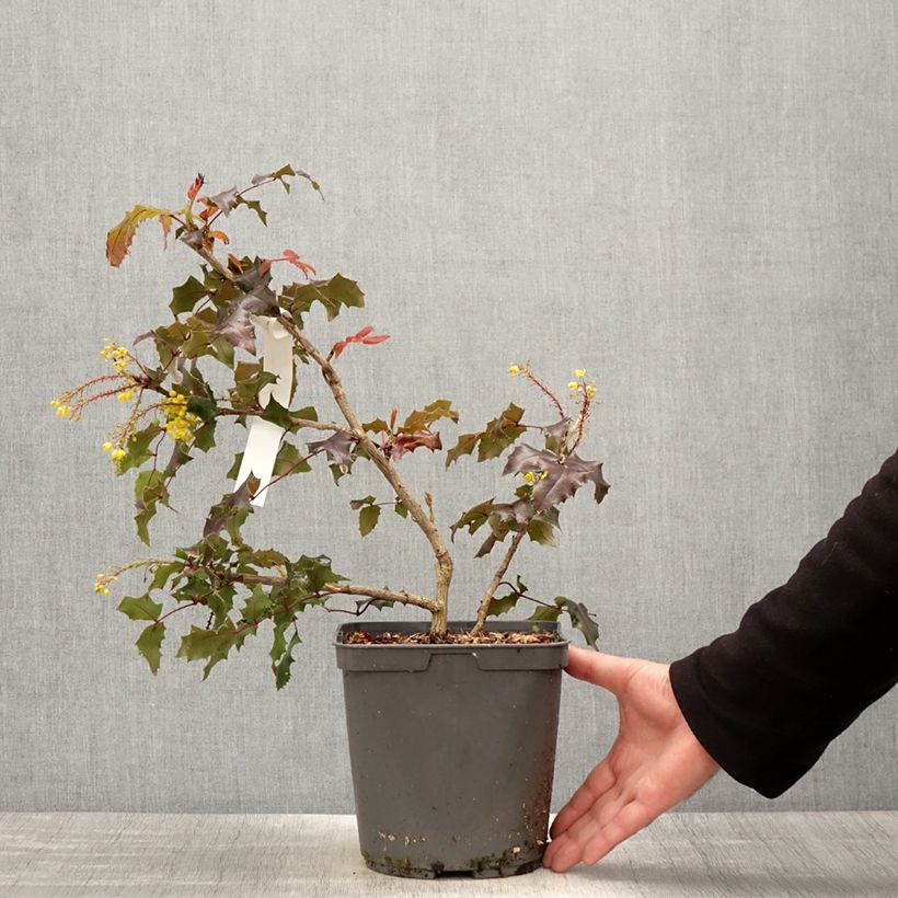 Mahonia x wagneri Fireflame 4L/5L pot sample as delivered in spring