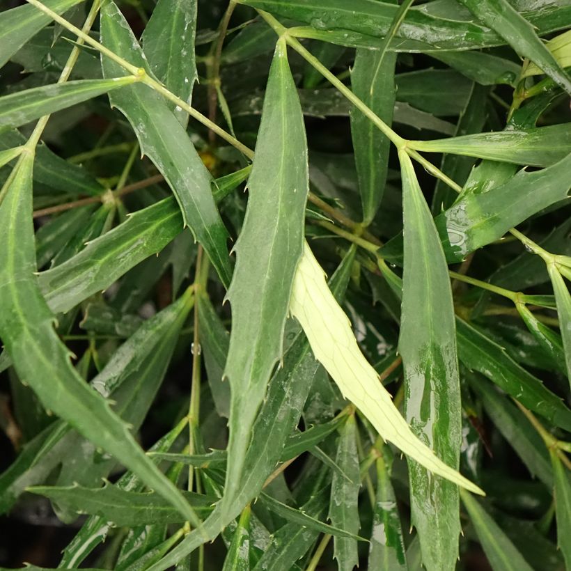 Mahonia eurybracteata Sweet Winter (Foliage)