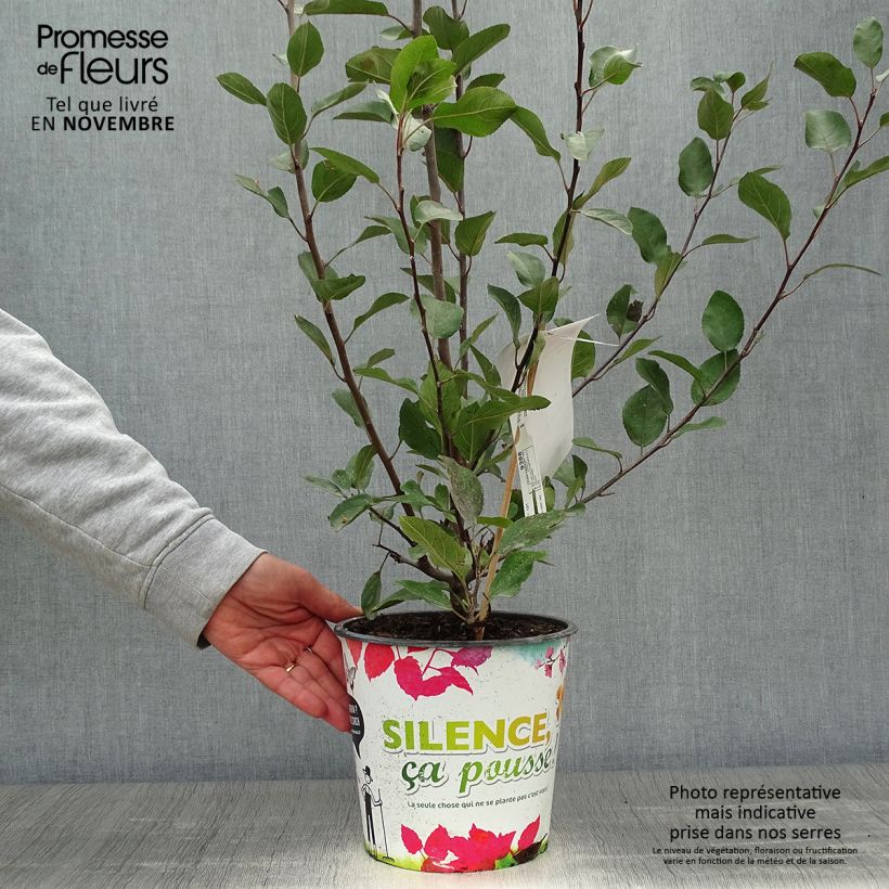 Malus transitoria Appletini - Crab Apple 4L/5L pot sample as delivered in autumn