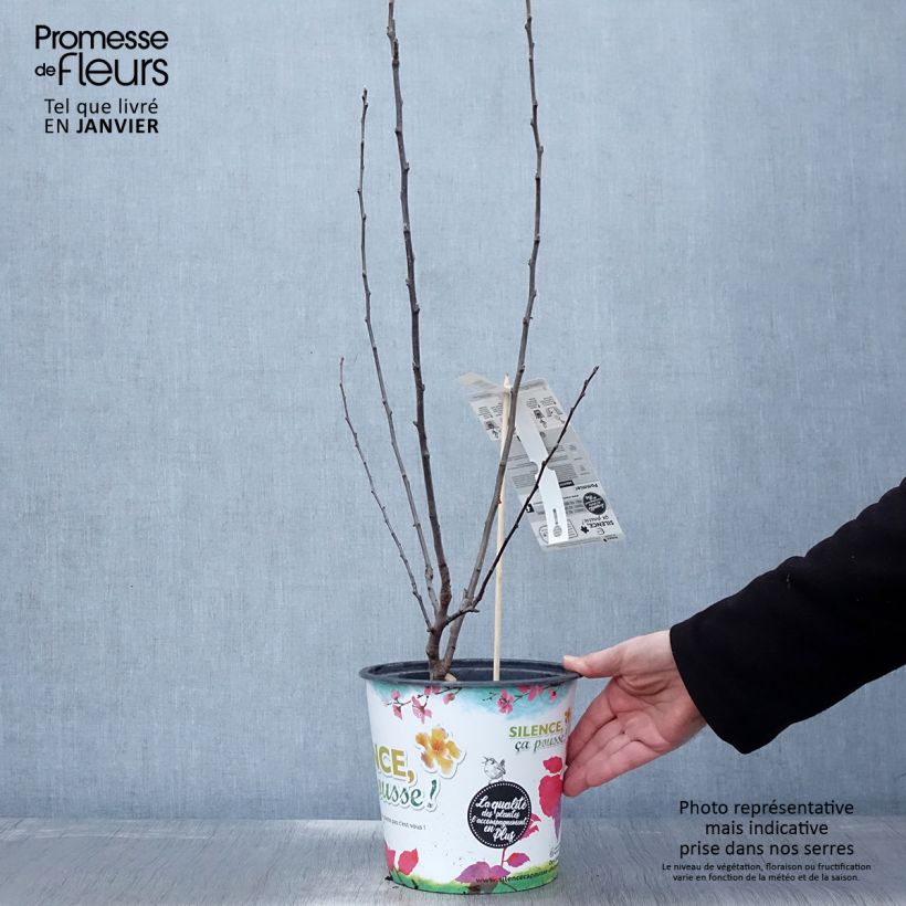 Malus transitoria Appletini - Crab Apple 4L/5L pot sample as delivered in winter