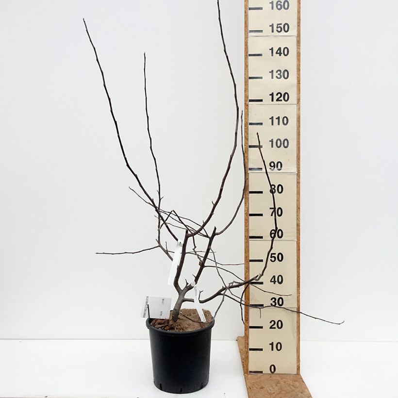 Malus Brandy Magic - Crab Apple 7.5L/10L pot sample as delivered in autumn