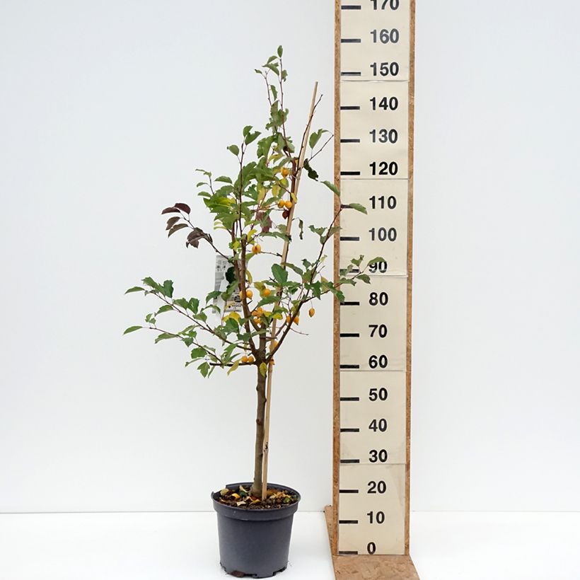 Malus Comtesse de Paris - Crab Apple 7.5L/10L pot, Spindle sample as delivered in autumn