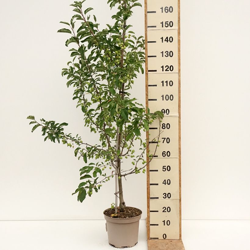 Malus Comtesse de Paris - Crab Apple 7.5L/10L pot sample as delivered in summer