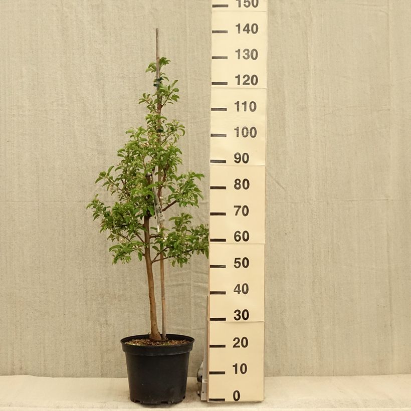 Malus Comtesse de Paris - Crab Apple 7.5L/10L pot, Spindle sample as delivered in spring