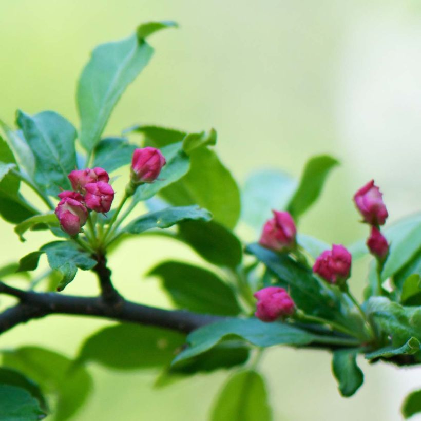 Malus toringo - Crab Apple (Flowering)