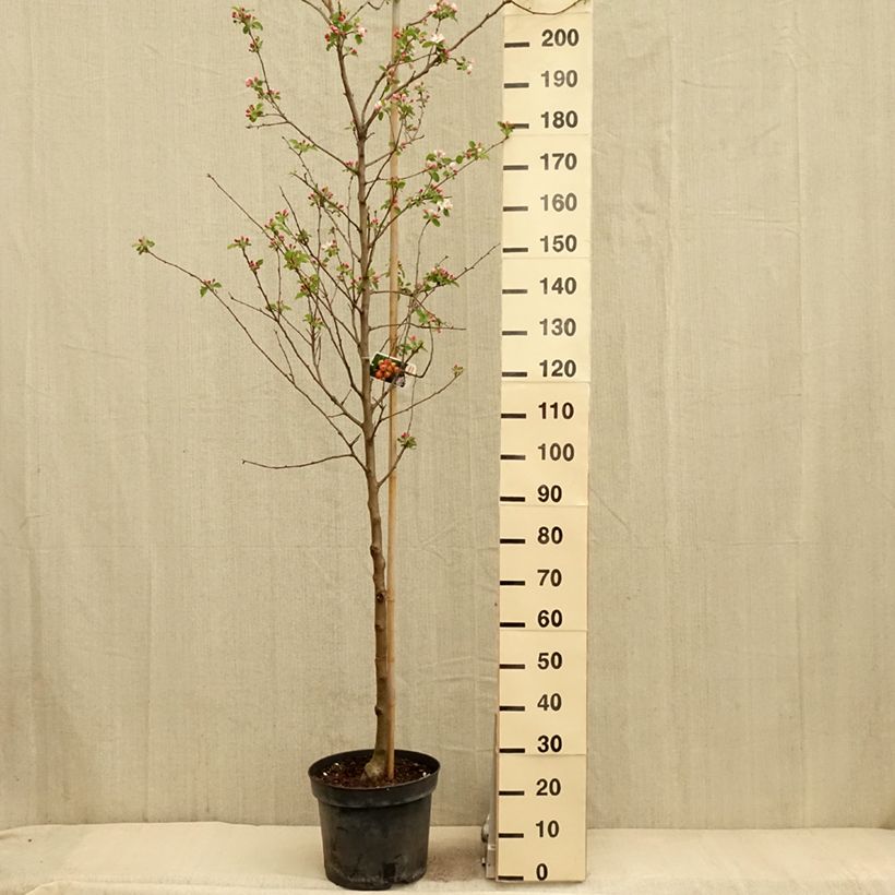 Malus robusta Yellow Siberian - Crab Apple 7.5L/10L pot sample as delivered in spring
