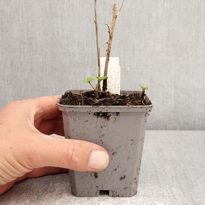 Malva sylvestris Zebrina Blue - Mallow 8/9 cm pot sample as delivered in spring