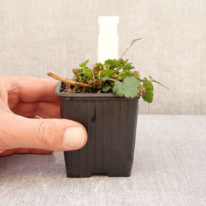 Malvastrum lateritium - False mallow 8/9 cm pot sample as delivered in spring