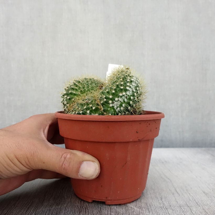 Mammillaria elongata Cristata 12cm pot sample as delivered in autumn